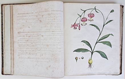 Franz de Paula von Schrank: Flora Monacensis, Bd. I, 1811 - Antiquariat Steutzger/Wasserburg am Inn