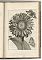 Blumen und Insecten-Buch, Nürnberg, bey Christian Sigmund Froberg - Antiquariat Joseph Steutzger / Buch am Buchrain & Wasserburg am Inn