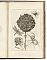 Blumen und Insecten-Buch, Nürnberg, bey Christian Sigmund Froberg - Antiquariat Joseph Steutzger / Buch am Buchrain & Wasserburg am Inn