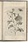 Blumen und Insecten-Buch, Nürnberg, bey Christian Sigmund Froberg - Antiquariat Joseph Steutzger / Buch am Buchrain & Wasserburg am Inn