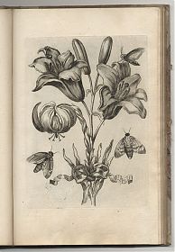 Blumen und Insecten-Buch, Nürnberg, bey Christian Sigmund Froberg, [1713] - Antiquariat Joseph Steutzger / Buch am Buchrain & Wasserburg am Inn