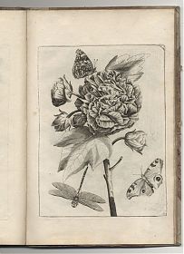 Blumen und Insecten-Buch, Nürnberg, bey Christian Sigmund Froberg, [1713] - Antiquariat Joseph Steutzger / Buch am Buchrain & Wasserburg am Inn