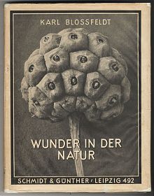 Karl Blossfeldt : Wunder in der Natur. - Joseph Steutzger / Buch am Buchrain & Wasserburg am Inn
